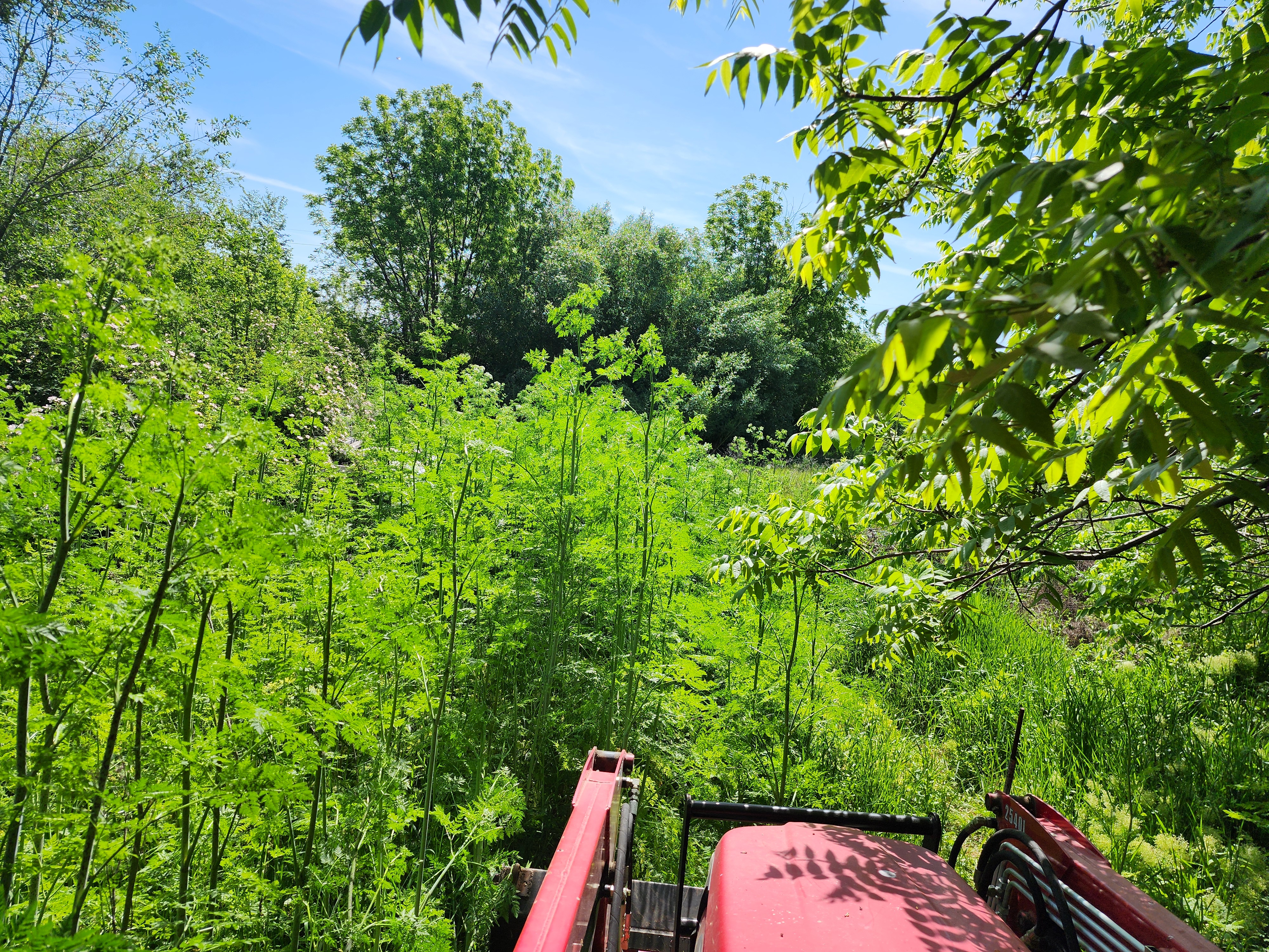 Tractor cutting tall grass